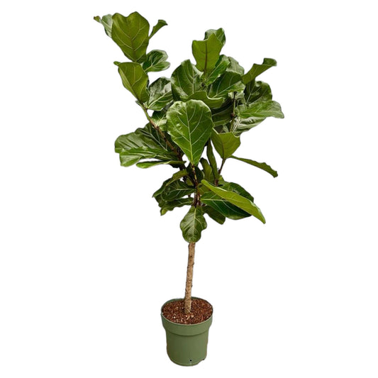 Ficus Lyrata stam - 150 cm - Ø27 