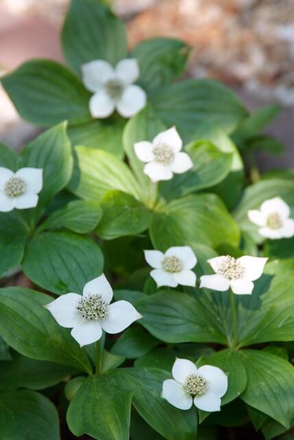 Kanadischer Hartriegel Cornus canadensis – ↕10-25cm – Ø9cm – 40 Pflanzen – Immergrüner Bodendecker – Weiße Blüten – Schattentauglich – Für Beete & Gartenteppiche