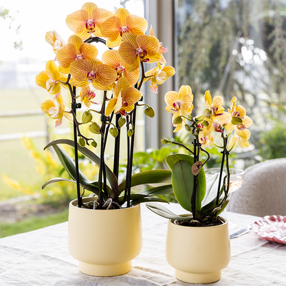Kolibri Orchids | Orange Phalaenopsis-Orchidee Topfgröße Ø12cm | Sunny Bunny | Blühende Zimmerpflanze – Frisch vom Züchter 