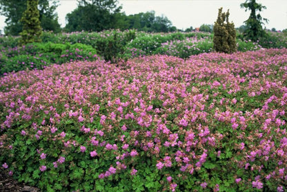 Storchschnabel – Geranium cantabrigiense 'Cambridge' – Ø9cm – 10-25 cm – 60 Pflanzen – pflegeleichter Bodendecker, rosa Blüten, bienenfreundlich