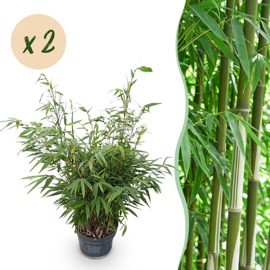 Green boutiQ - Gräser - Fargesia robusta Pingwu - Bambus - Wuchsform: Nicht Ausläuferbildend - Grün - 2 Pflanzen - Topf 23 cm - Höhe 80 cm 