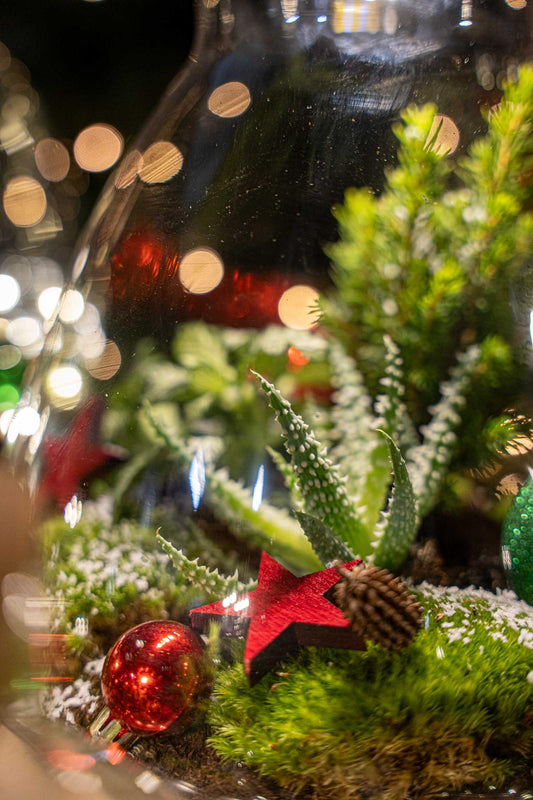 Frosty Christmas Terrarium – DIY Pflanzen Terrarium Winter Edition – Ø17cm x 25cm – Autarkes Weihnachts Flaschengarten Set mit Picea Glauca Aloe Humilis Moos Erde Hydrogranulat Dekoset 