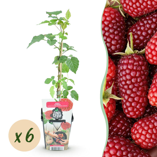 GreenboutiQ - Obstpflanzen - Taybes - Rubus Tayberry - Winterhart - 6 Pflanzen - Topf 9 cm - Rote Johannisbeere 