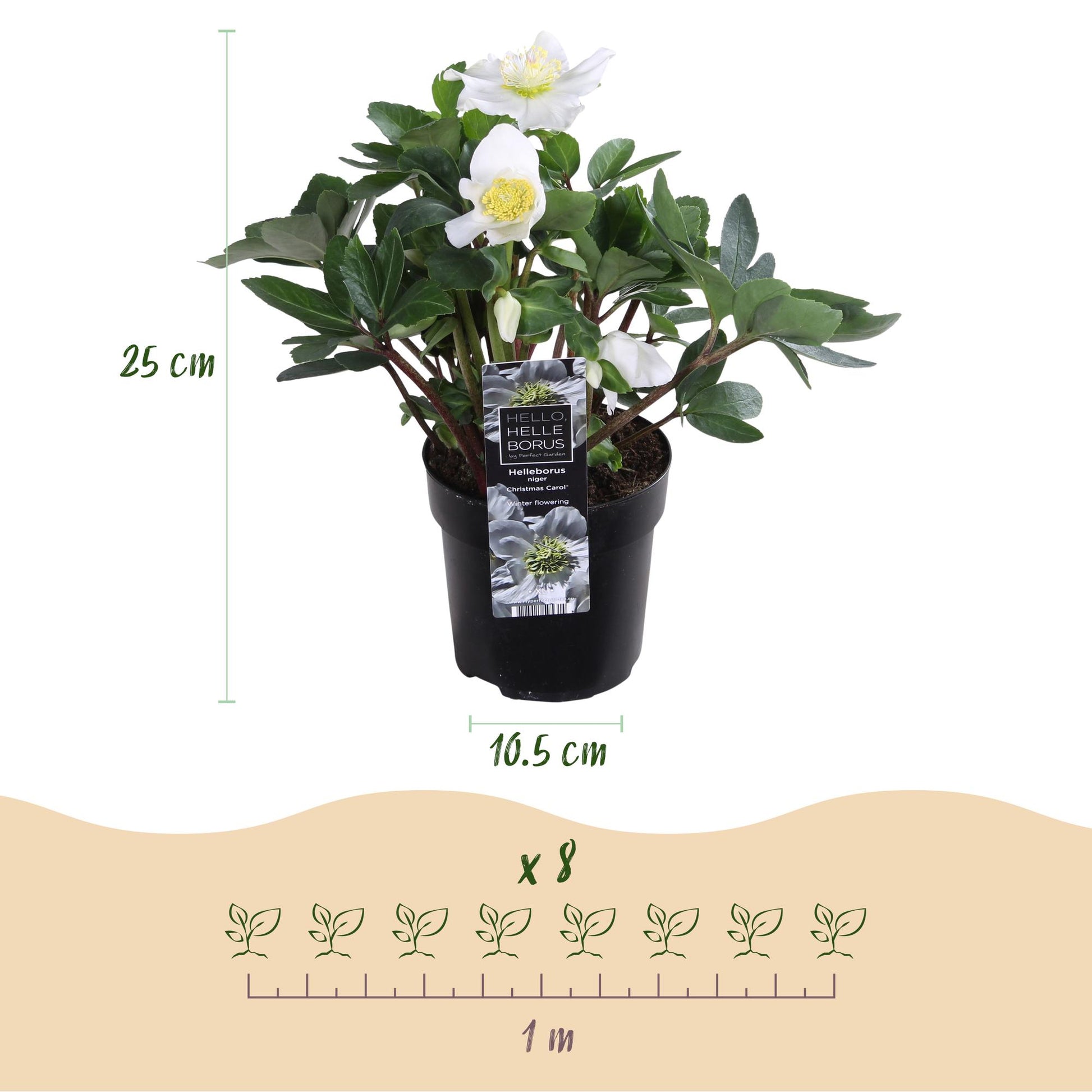 GreenboutiQ - Gartenpflanze - Weihnachtsrose - Helleborus Christmas Carol - Weiße Blüte - 2 Pflanzen - Immergrün - Topf 10,5cm Höhe 25cm 