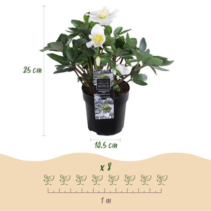 GreenboutiQ - Gartenpflanze - Weihnachtsrose - Helleborus Christmas Carol - Weiße Blüte - 2 Pflanzen - Immergrün - Topf 10,5cm Höhe 25cm 