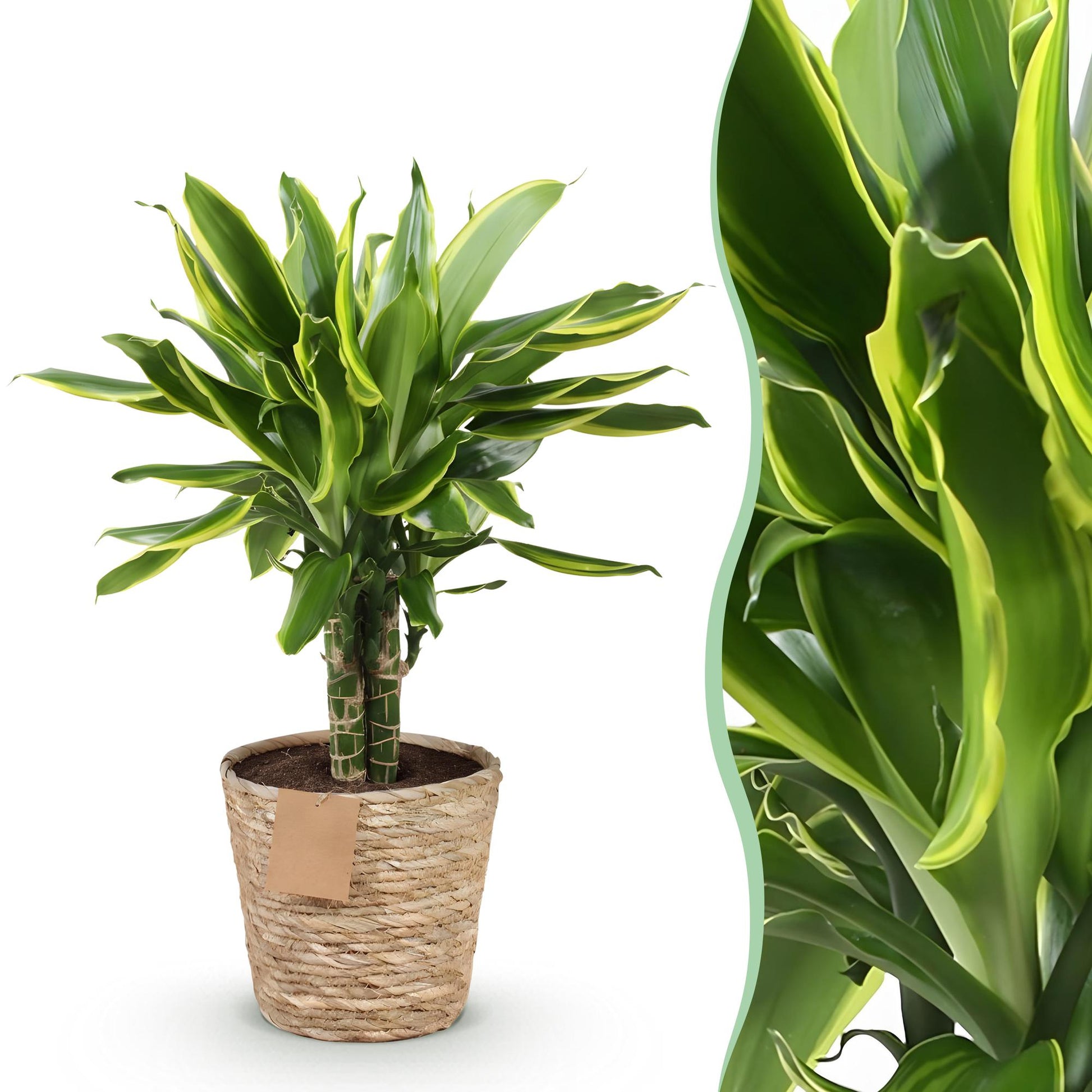 Green boutiQ - Zimmerpflanzen - Dracaena fragrans Golden Coast - Drachenbaum - Wenig Pflege - mit Korb - Bunt - 1 Pflanze - Topf 17cm - Höhe 50-55cm 
