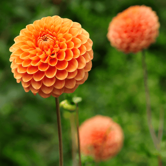 Blumenzwiebel - Dahlie - Ralphie - Knollen für 2 m² - schimmernde orange Blüten - 12 Stück