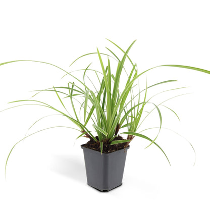 Weißrandige Segge Carex morrowii 'Ice Dance' – ↕10-25cm – Ø9cm – 6 Pflanzen – Immergrünes Ziergras – Bodendecker für Sonne & Schatten – Pflegeleicht
