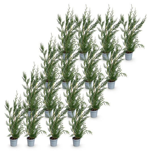 Leyland-Zypresse – Cupressocyparis leylandii – 16 Heckenpflanzen – Topf Ø9cm – Höhe 30-40cm – Winterhart & immergrün