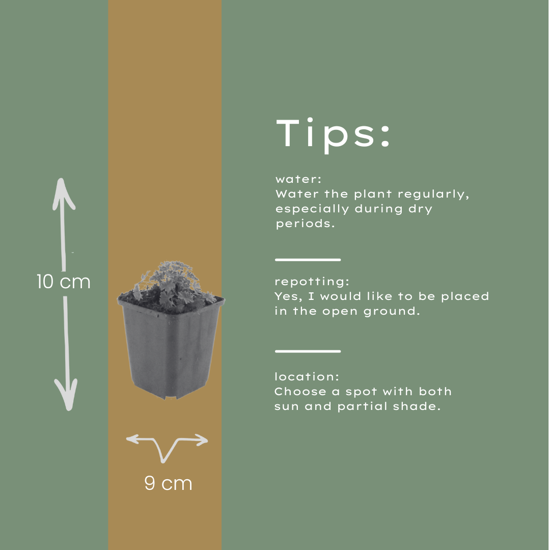 Geranium cinereum Ballerina – 48 Pflanzen – Ø9cm – Höhe 10-25cm – Winterharte Staude – Zartrosa Blüten – Pflegeleicht für Steingarten, Beet & Kübel