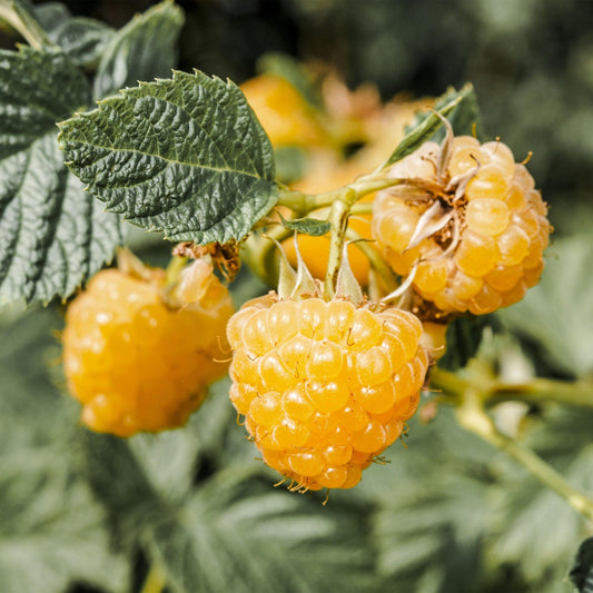 Green boutiQ - Fruit Plant - Rubus idaeus Fallgold - Raspberry Plant - Hardy - Yellow Raspberry - 2 Plants - Pot 15cm - Height 50cm 
