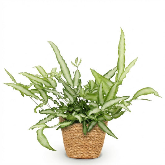 Green boutiQ - Zimmerpflanze - Pteris cretica Albolineata - Schwertfarn - Haustierfreundliche Pflanze - Grün - 1 Pflanze - mit Korb - Topf 12cm - Höhe 20cm 