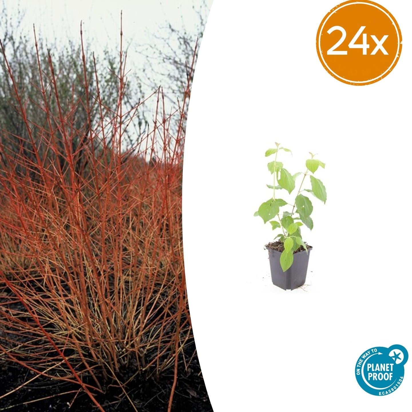 Cornus sanguinea 'Midwinter Fire' – 24 Pflanzen – ↕10-25cm – Ø9cm – Strauch mit leuchtend orange-roten Winterzweigen – Winterhart & pflegeleicht 