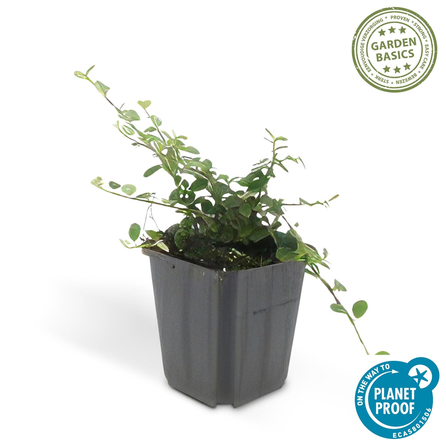 Cotoneaster prostratus 'Queen of Carpets' – Flacher, winterharter Bodendecker – 24 Pflanzen –↕10–25cm – Ø9cm – Weiße Blüten & Herbstbeeren – Pflegeleicht & robust