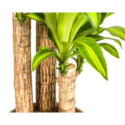 Dracaena Fragrans Massangeana – Drachenbaum – Ø24 cm – ↕130-150 cm – Zimmerpflanze – Tropisches Grün – Pflegeleicht & dekorativ 
