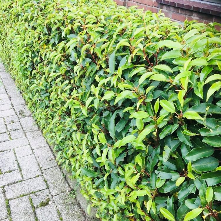 Chickasa-Pflaume – Prunus lusitanica Angustifolia – 6 Pflanzen – Heckenpflanze 1 m – Immergrün – Blatt grün – 17 cm – Höhe 50 cm – Perfekt für dichte Hecken & Sichtschutz 