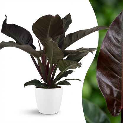Philodendron Imperial Red Baumfreund 60cm – Zimmerpflanze mit roten Blättern im Übertopf Weiß Ø19cm – glänzendes Laub, kompakter Wuchs – pflegeleicht, luftverbessernd für Wohnung & Büro 