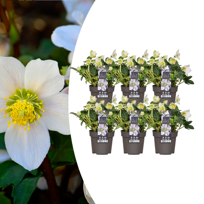 Helleborus niger ‘Christmas Carol’ Schneerose – 6 Pflanzen – Christrosen 12cm – Winterblüher mit weißen Blüten – Immergrüne & winterharte Stauden – Für Garten, Beet & Kübel 