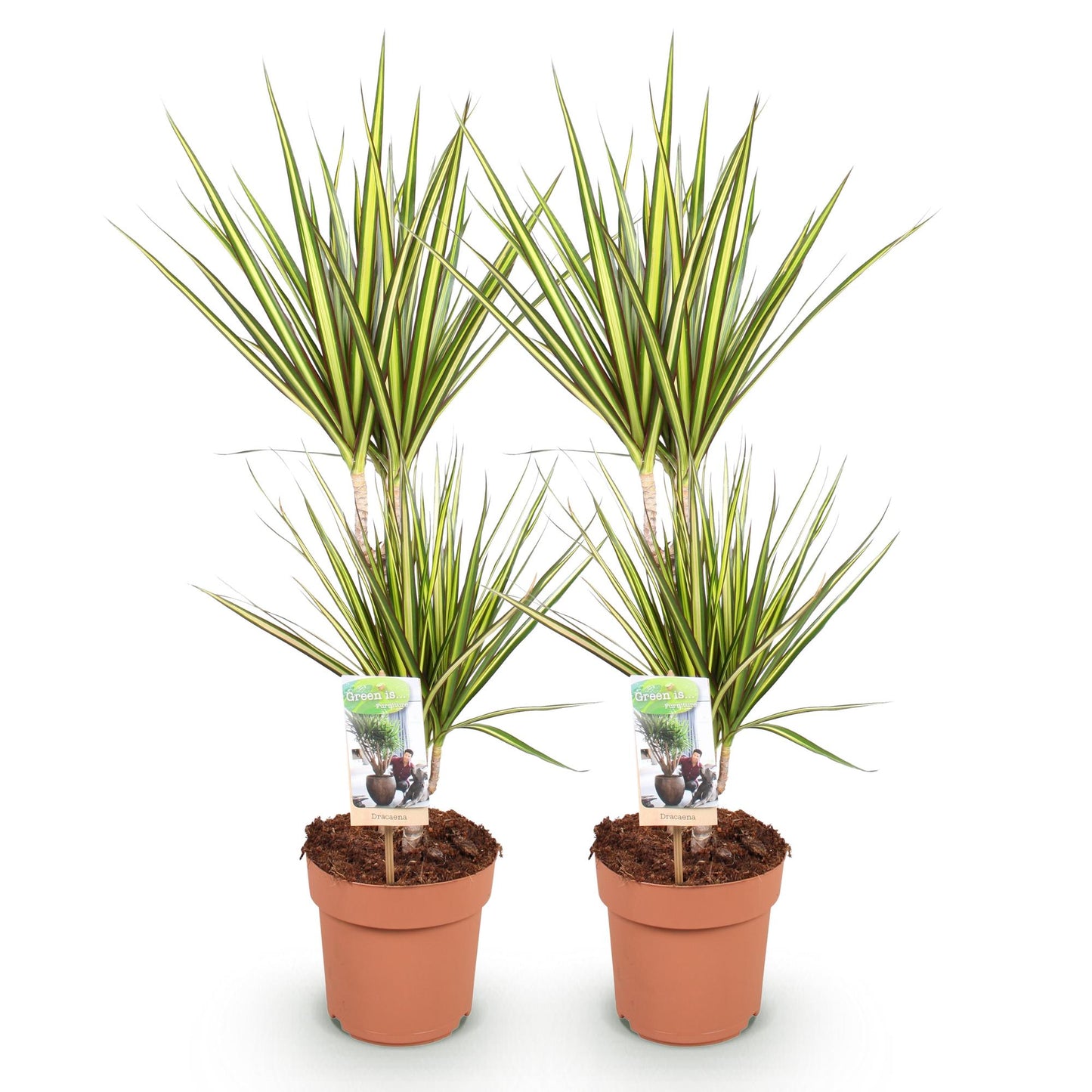 Green boutiQ - Zimmerpflanzen - Dracaena Sunray - Drachenblutbaum - Wenig Pflege - Grün - Gelb - 2 Pflanzen - Topf 17cm - Höhe 70-75cm 