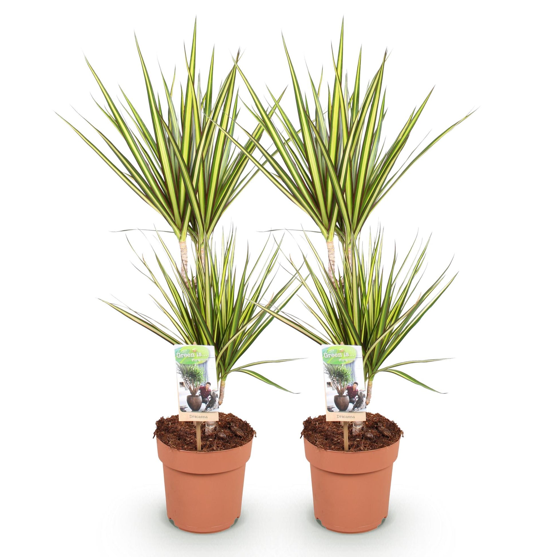 Green boutiQ - Zimmerpflanzen - Dracaena Sunray - Drachenblutbaum - Wenig Pflege - Grün - Gelb - 2 Pflanzen - Topf 17cm - Höhe 70-75cm 