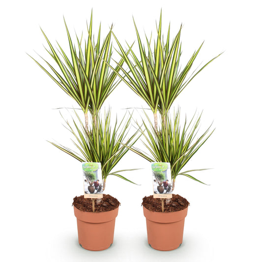 Green boutiQ - Zimmerpflanzen - Dracaena Sunray - Drachenblutbaum - Wenig Pflege - Grün - Gelb - 2 Pflanzen - Topf 17cm - Höhe 70-75cm 