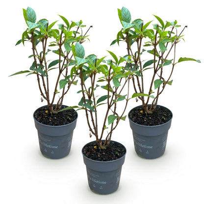 Green boutiQ - Gartenpflanze - Hydrangea panniculata Living Pink & Rose - Bauernhortensie - Winterhart - Rosa - 3 Pflanzen - Topf 12cm - Höhe 20-30cm 