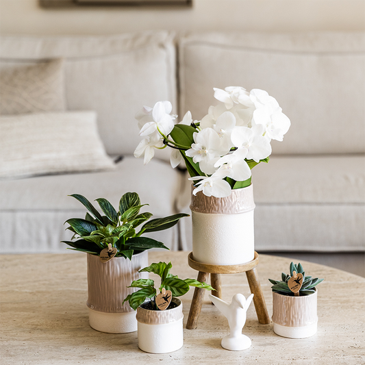 Kolibri Company | Bamboo Weiß Pflanzenset | Weiße Amabilis Orchidee Ø9cm + Grünpflanze inkl. Keramik‑Übertöpfe 