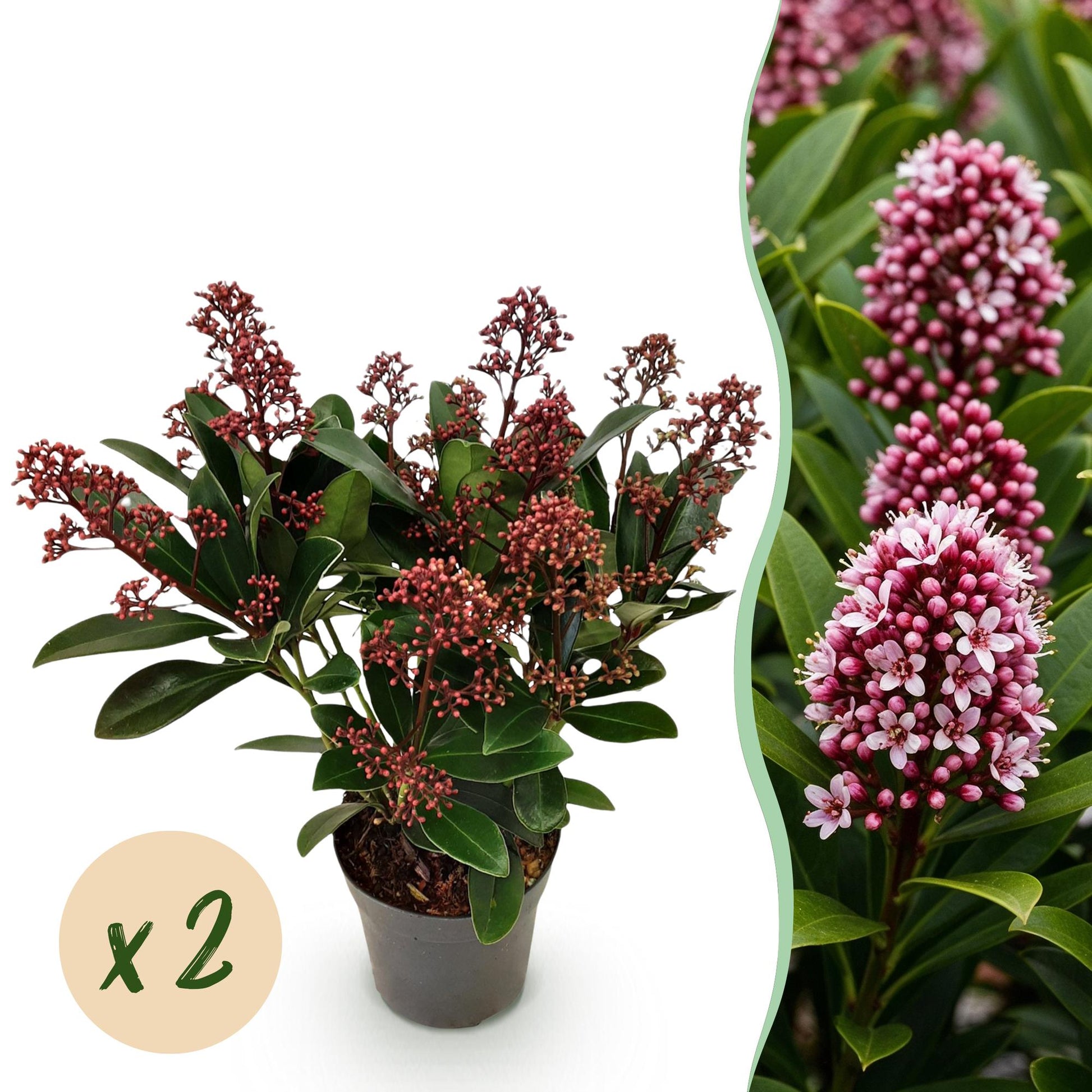 GreenboutiQ - Terrassenpflanze - Skimmia japonica Rubella - Blüte Rot - 10+ Blumen - 2 Pflanzen - Winterhart - Topf 10,5cm Höhe 25cm 