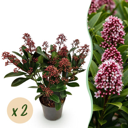 GreenboutiQ - Terrassenpflanze - Skimmia japonica Rubella - Blüte Rot - 10+ Blumen - 2 Pflanzen - Winterhart - Topf 10,5cm Höhe 25cm 