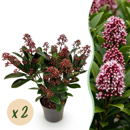 GreenboutiQ - Terrassenpflanze - Skimmia japonica Rubella - Blüte Rot - 10+ Blumen - 2 Pflanzen - Winterhart - Topf 10,5cm Höhe 25cm 