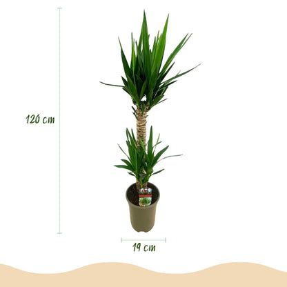 Yucca Elephantipes – 120cm – ø19cm – Pflegeleichte Palmlilie mit schmalen Blättern – Robuste Zimmerpflanze für helle & halbschattige Räume – Elegante Grünpflanze für Wohnzimmer & Büro 