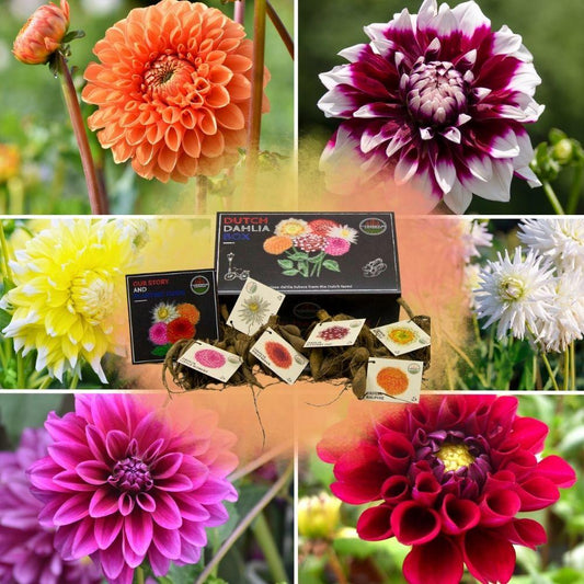 Blumenzwiebel - Luxusbox - Set von 6 niederländischen Dahlien