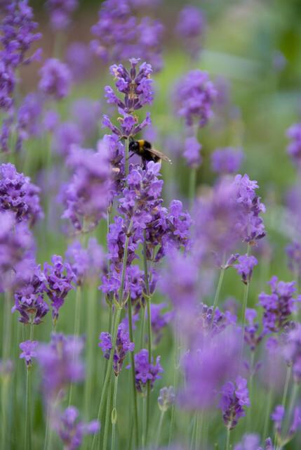 Lavendel Lavandula angustifolia 'Munstead' – ↕10-25cm – Ø9cm – 40 Pflanzen – Kompakter Duft-Lavendel, Tiefviolette Blüten, Bienenfreundlich, Winterhart, Pflegeleicht
