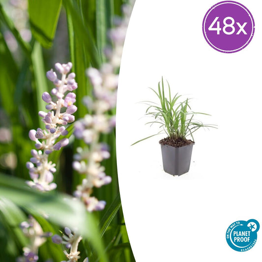 Liriope muscari 'Moneymaker' – 48 Pflanzen – ↕10-25 cm – Ø9 cm – Immergrüner Bodendecker – Violette Blüten – Pflegeleicht – Winterhart 