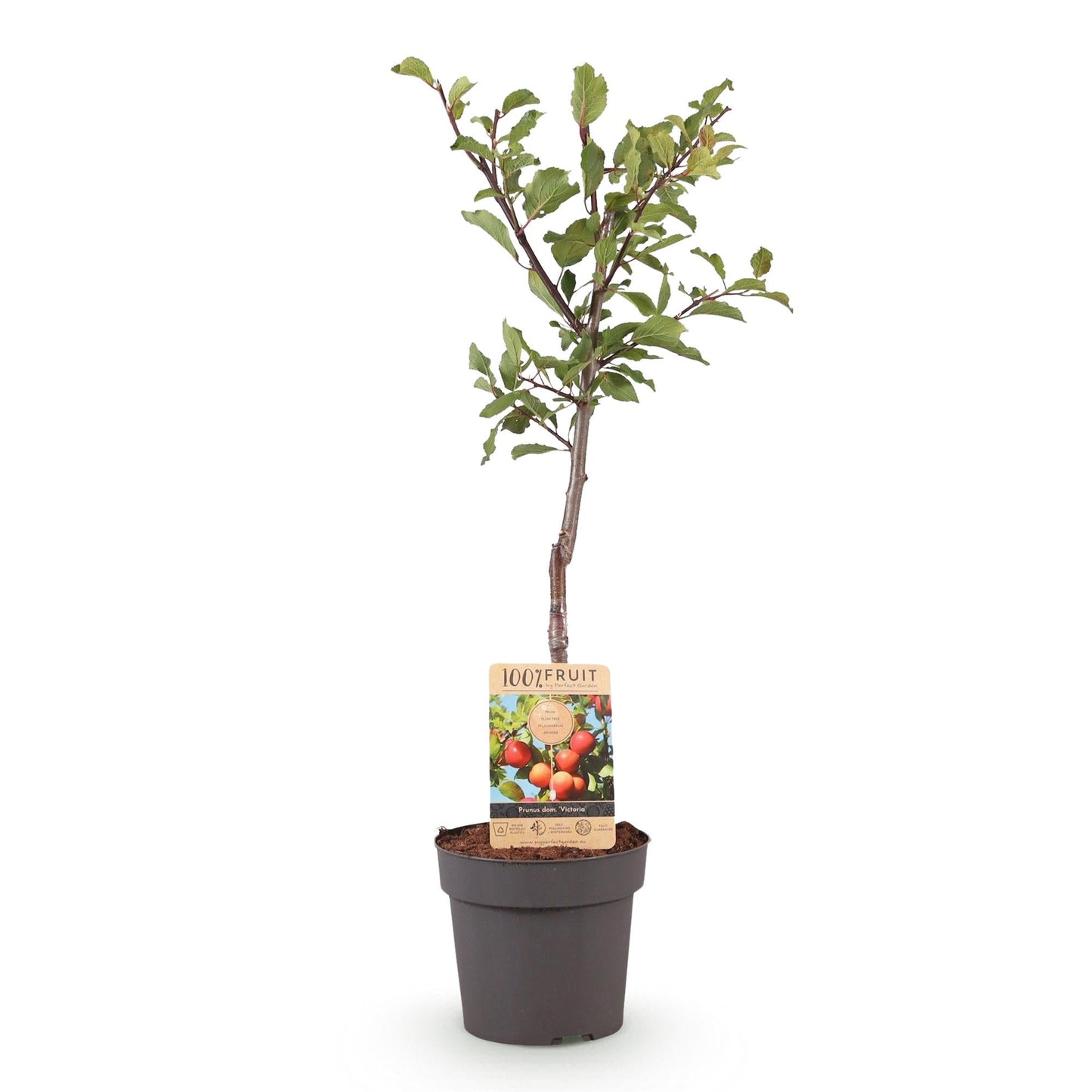 Pflaumenbaum Prunus domestica Victoria – Obstpflanze – Rote Pflaumen – 21 cm – Höhe 90 cm – Einfache Pflege – Sommerliche Ernte 