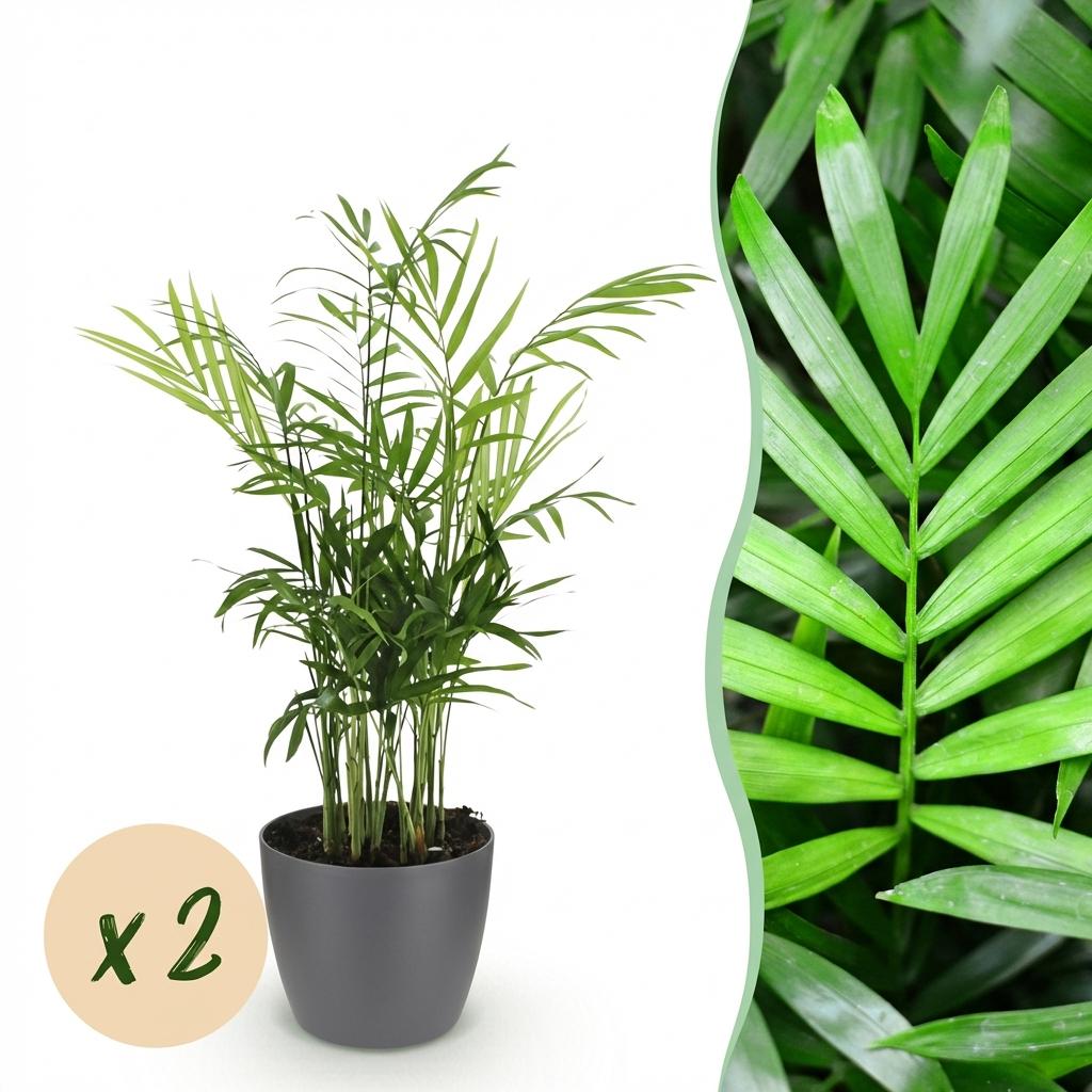 Green boutiQ - Zimmerpflanze - Chamaedorea elegans - Goldpalme - Haustierfreundliche Pflanze - Grün - 2 Pflanzen - mit Potter Grau - Topf 12cm - Höhe 15cm 