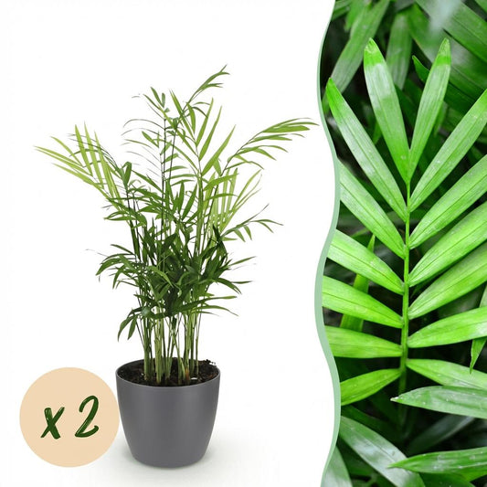 Green boutiQ - Zimmerpflanze - Chamaedorea elegans - Goldpalme - Haustierfreundliche Pflanze - Grün - 2 Pflanzen - mit Potter Grau - Topf 12cm - Höhe 15cm 