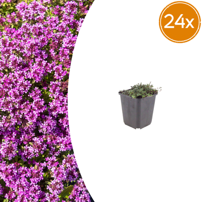 Thymian Thymus praecox Coccineus Bodendecker – 24 Pflanzen – Ø9cm – Höhe 10-25cm – Rosa Rot blühender Polsterthymian – Winterhart für Steingarten & Beet