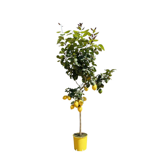 Zitronenbaum – Citrus limon – ca. 150 cm hoch – Ø24 cm – duftende Blüten & essbare Zitronen – immergrüne Zimmer- & Terrassenpflanze 