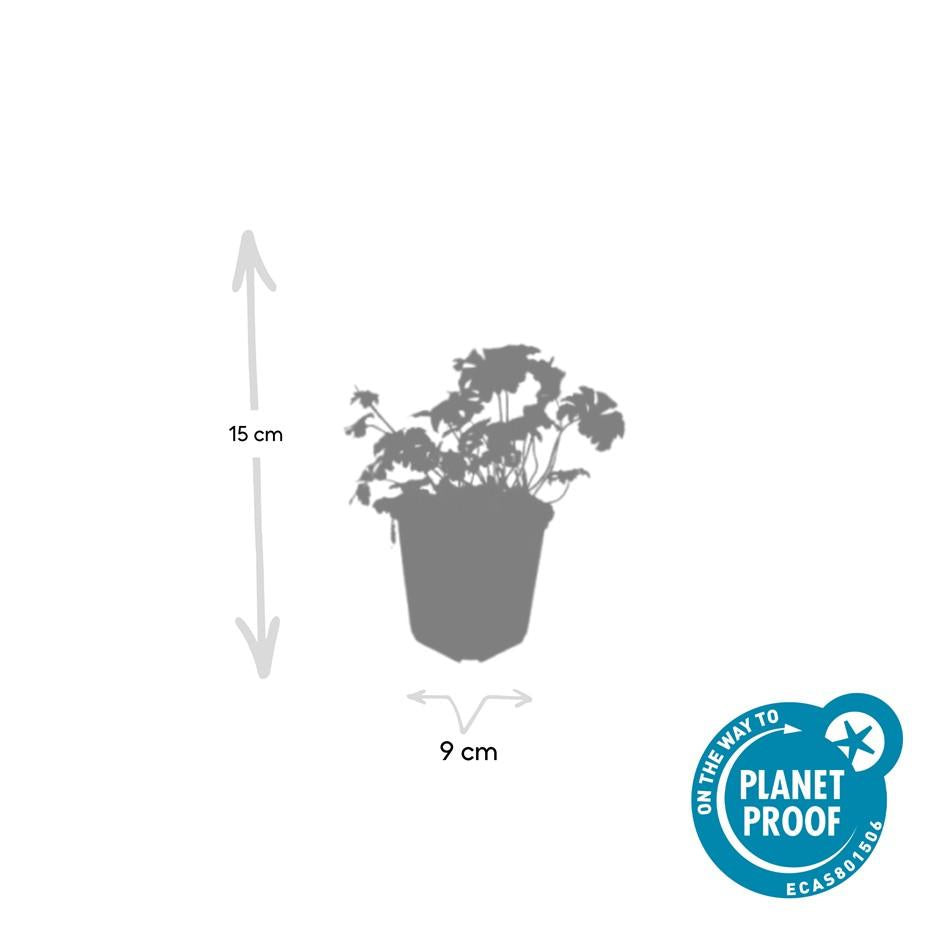 Storchschnabel – Geranium cantabrigiense 'Cambridge' – Ø9cm – 10-25 cm – 60 Pflanzen – pflegeleichter Bodendecker, rosa Blüten, bienenfreundlich