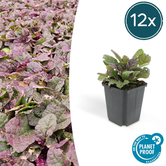 Kriechender Günsel Ajuga reptans 'Burgundy Glow' – ↕10-25cm – Ø9cm – 12 Pflanzen – Bienenfreundlicher Bodendecker – Winterhart & pflegeleicht