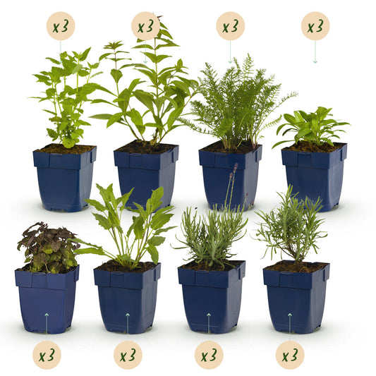 Staudenset – Duftende Blumen – 24 Stauden Ø11cm – Für ca. 3 m² – Bienenfreundlich & pflegeleicht – Verschiedene Farben & Blütezeiten – Ideal für sonnige Beete 