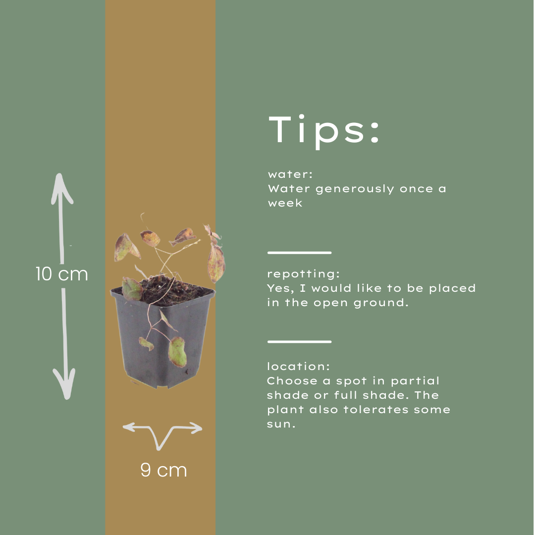 Elfenblume Epimedium rubrum – 48 Pflanzen – 10-25cm – Ø9cm – Winterharte Schattenstaude mit rotrosa Blüten – Bodendecker für Garten, Beet & Gehölzrand