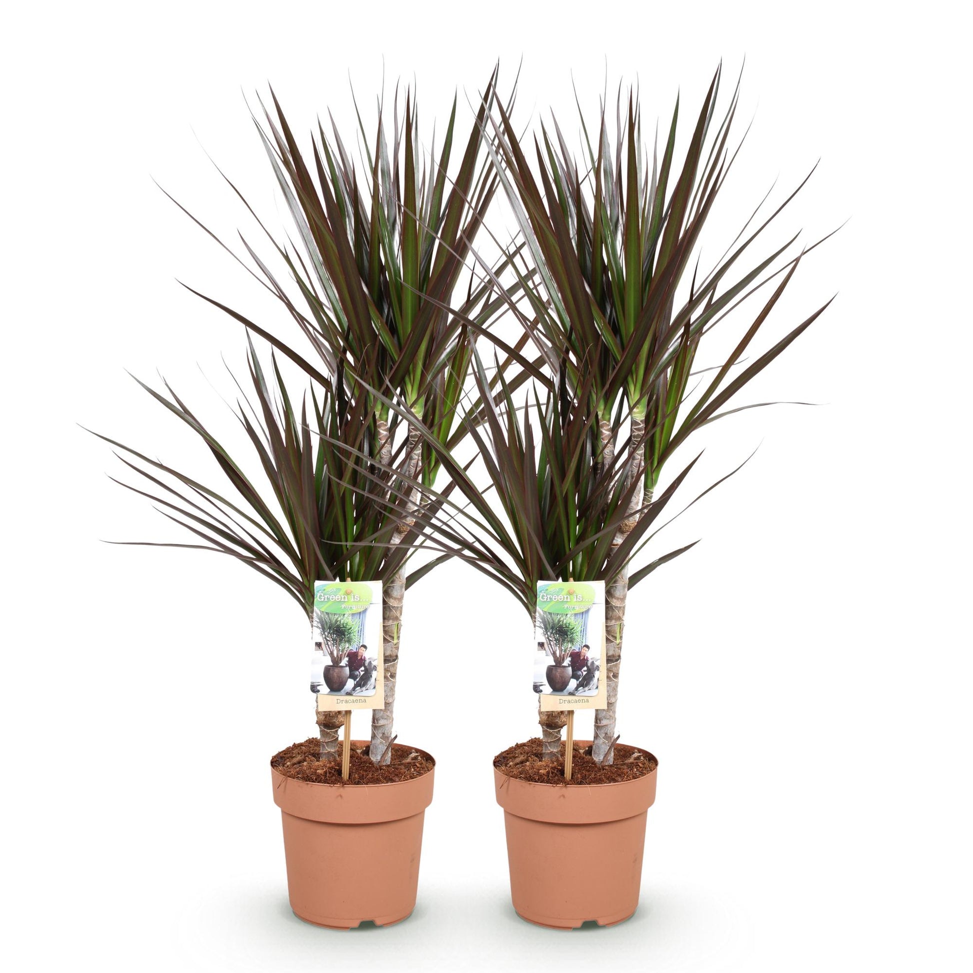 Green boutiQ - Zimmerpflanzen - Dracaena Magenta - Drachenblutbaum - wenig Pflege - Rot - 2 Pflanzen - Topf 17cm - Höhe 70-80cm 