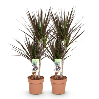 Green boutiQ - Zimmerpflanzen - Dracaena Magenta - Drachenblutbaum - wenig Pflege - Rot - 2 Pflanzen - Topf 17cm - Höhe 70-80cm 