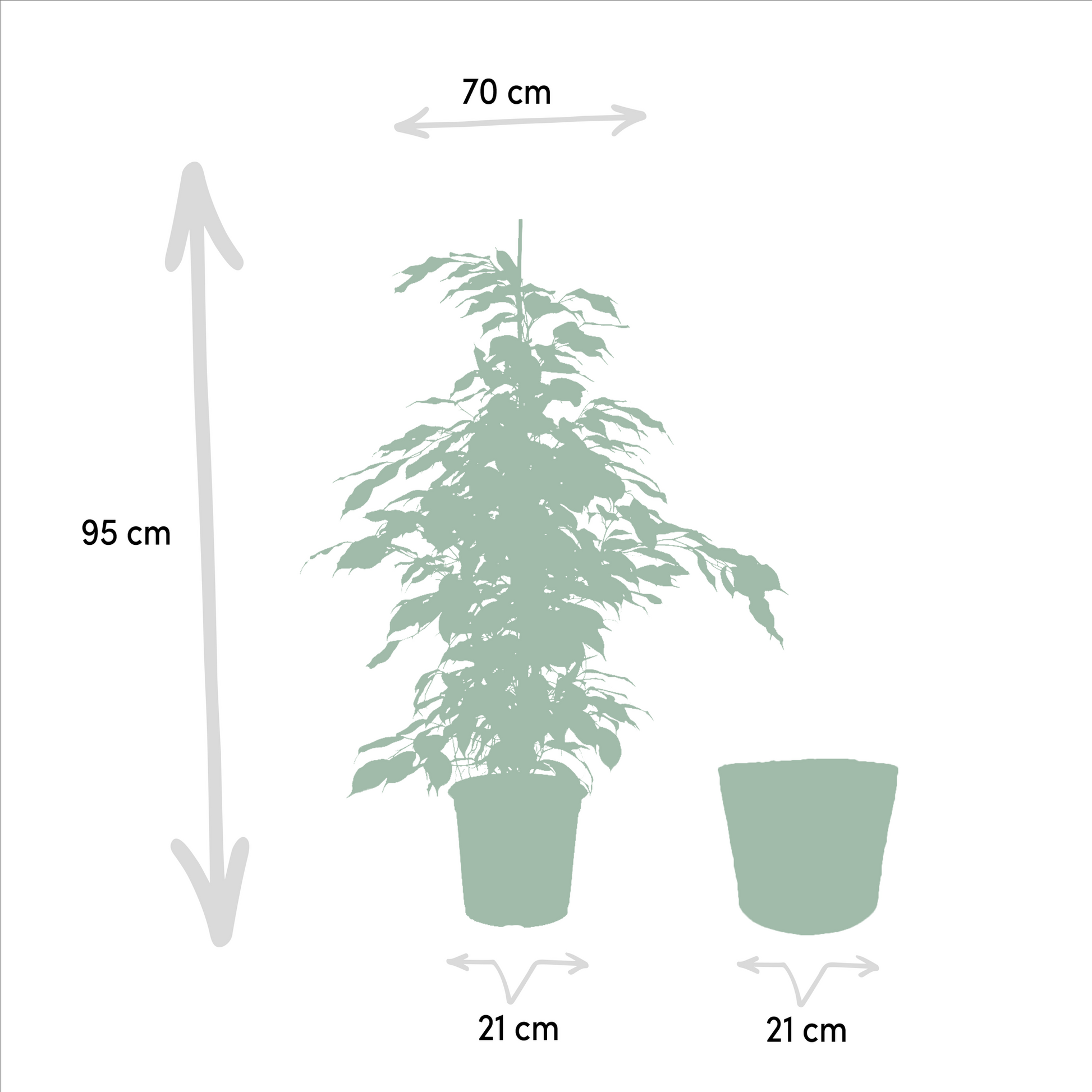 Ficus benjamina Danielle - Ø21cm - ↕95cm + Korb Selin 