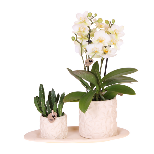 Pflanzenset - Weiße Phalaenopsis Orchidee Lausanne und Sukkulente inkl. Keramik-Ziertöpfe auf weißem organischen Tablett