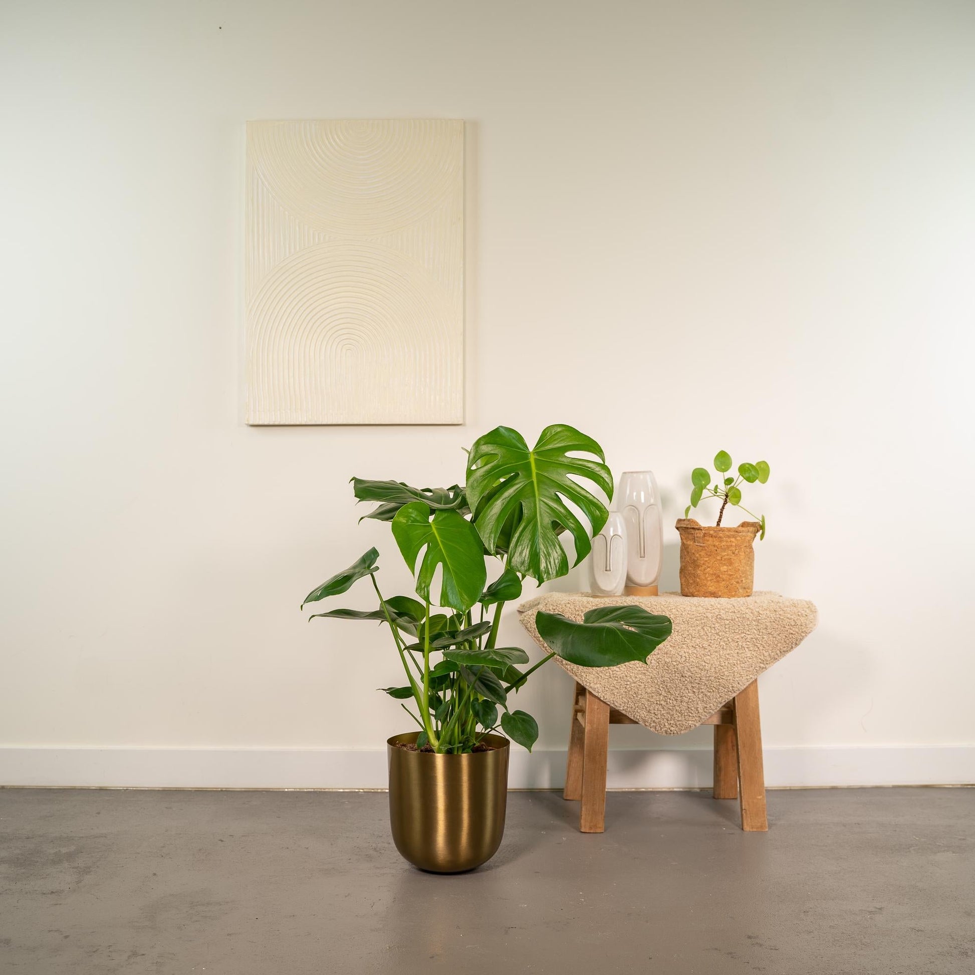 Monstera Deliciosa + Topf Mayk Gold - ↨80cm - Ø21cm 
