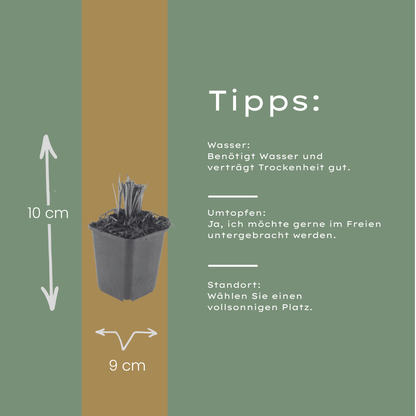Liatris spicata Prachtscharte – 48 Pflanzen – Ø9cm – Höhe 10-25cm – Sommerblühende Staude für Beet, Präriegarten & insektenfreundliche Pflanzung