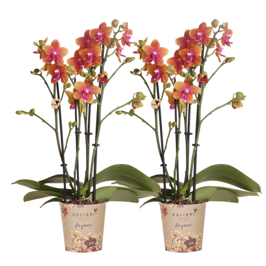 duftende orangefarbene Phalaenopsis-Orchideen - Topfgröße Ø12cm . Zimmerpflanze - 2 Stück